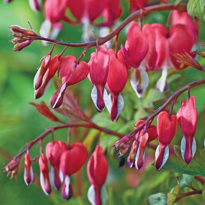 25 Valentine Bleeding Heart Seeds Dicentra Spectabilis Shade Flower Garden 702