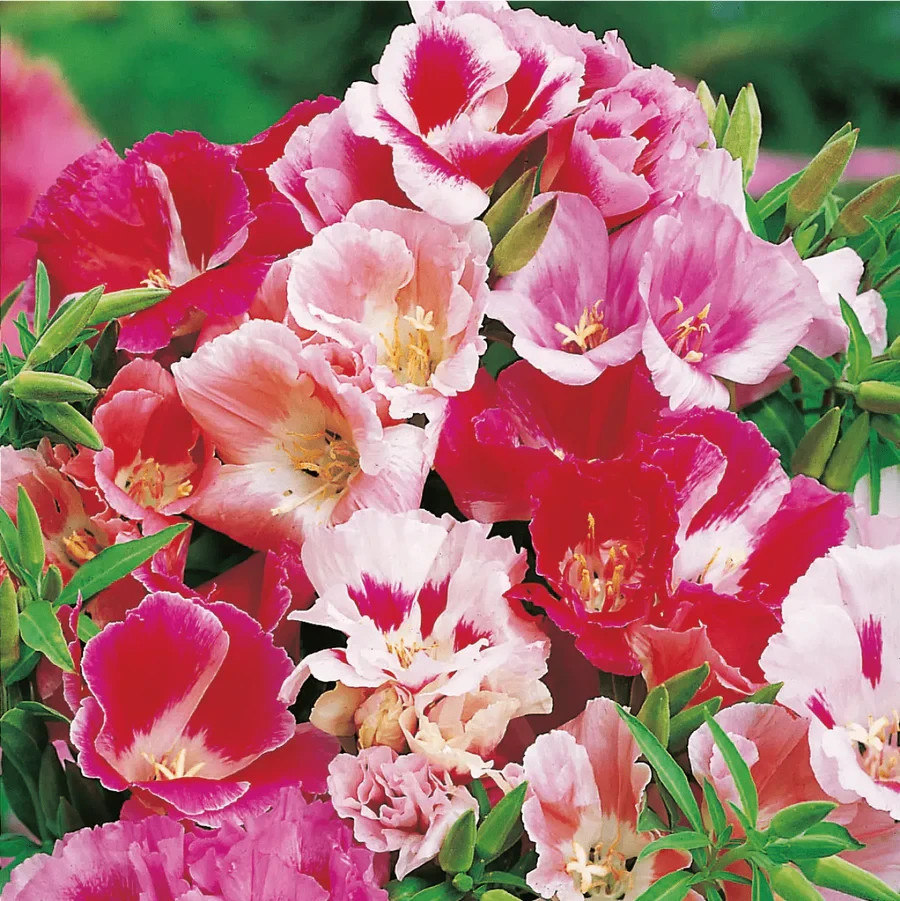 Godetia Dwarf Double Azalea Mix, Satin Flower, Cooler Climates, FREE SHIPPING