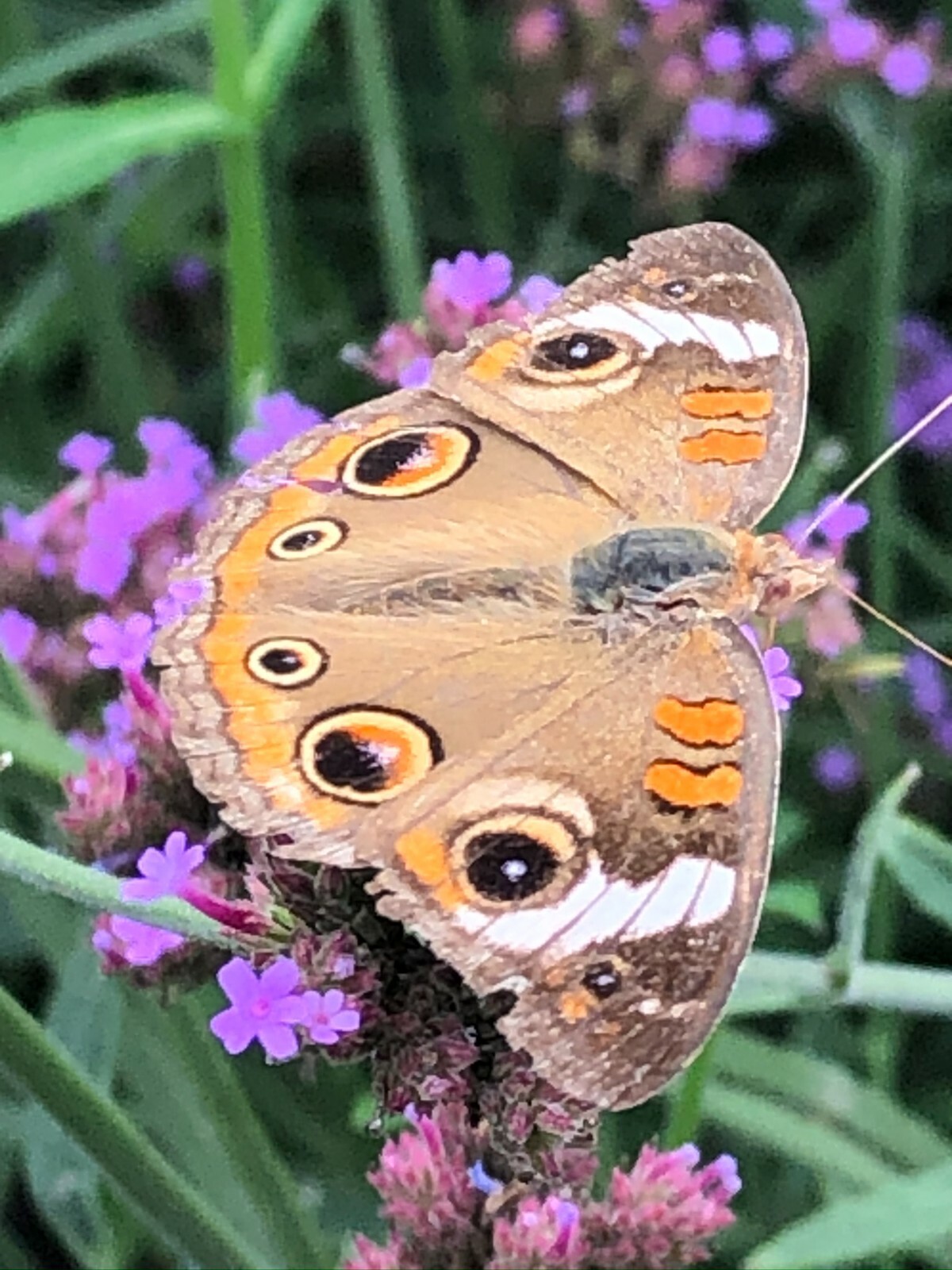 VERBENA bonariensis PURPLETOP VERVAIN Tender Perennial Purple Non-GMO 500 Seeds!
