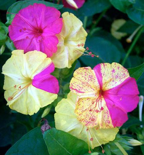 Mirabilis jalapa Broken Colors | Four OClock | Marvel of Peru | 5_Seeds