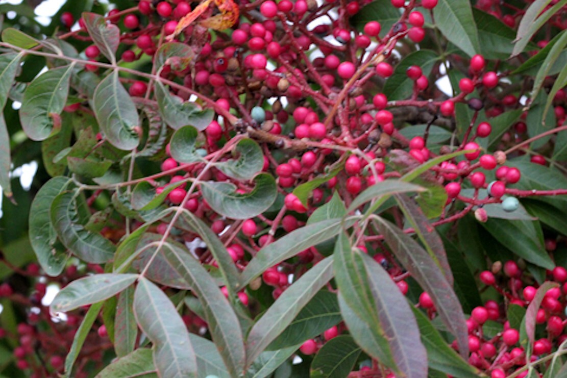 Ornamental Pistachio- 10 Seeds – good choice for lawn, shade or patio tree