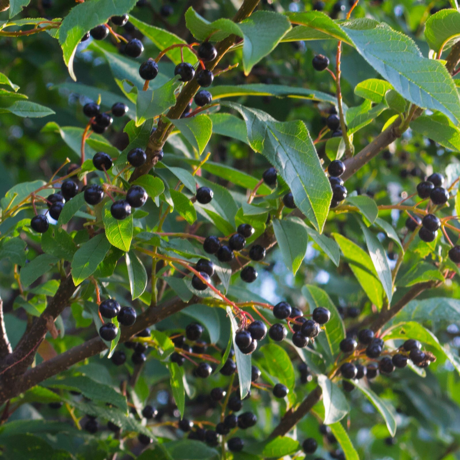 European Black Cherry Tree | Premium Seeds | Prunus padus ‘Summer’ | Plants’®