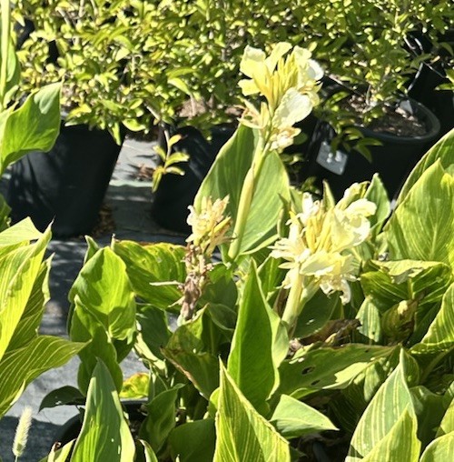 Canna Lily California Yellow 1 Live Flower Plant Bush Bulbs Tall Green Easy Gift