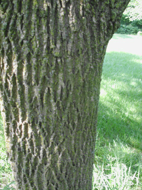 20 WHITE ASH SEEDS – Fraxinus americana