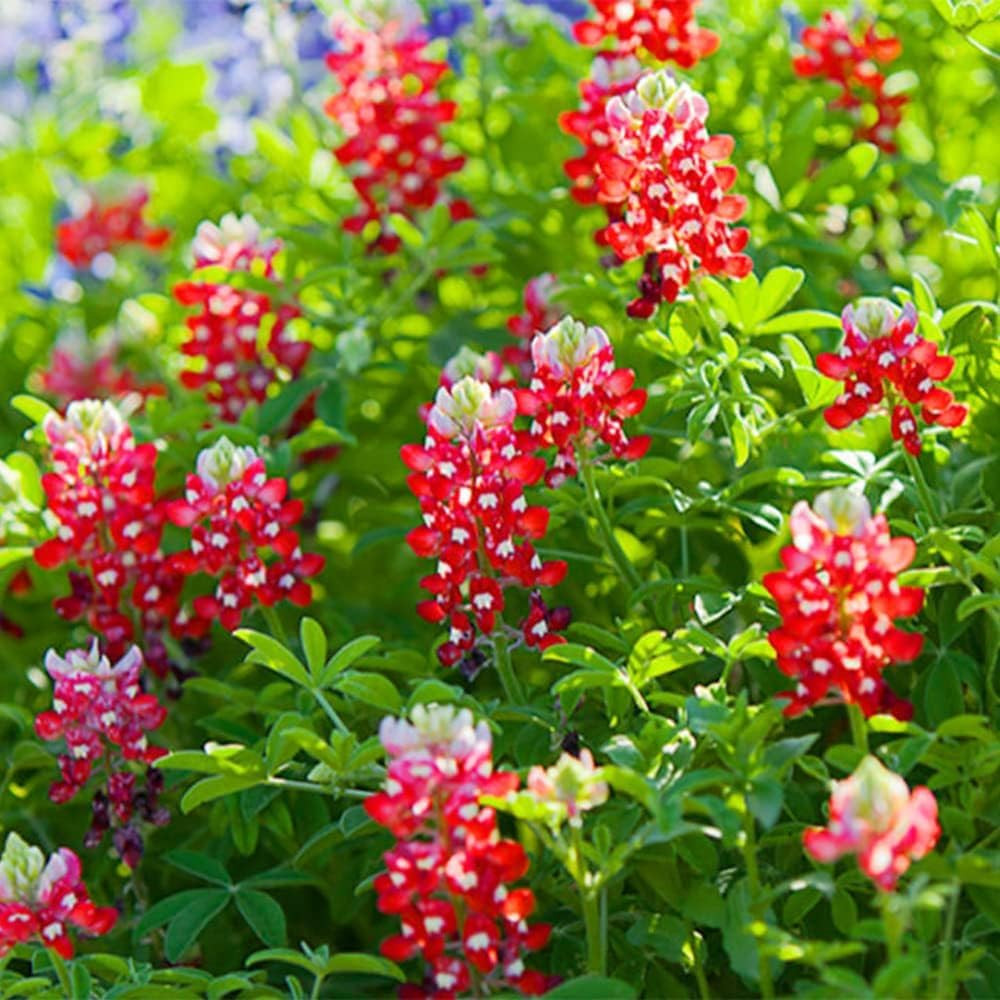 1000+ Perennial Red Texas Bluebonnet Seed-Texas Lupine Flower for Planting Grow