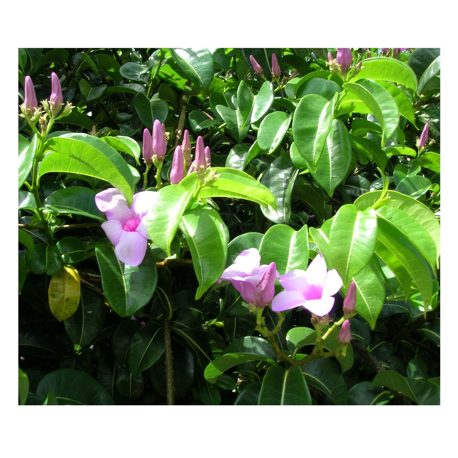 Cryptostegia Madagascariensis Rubber Vine