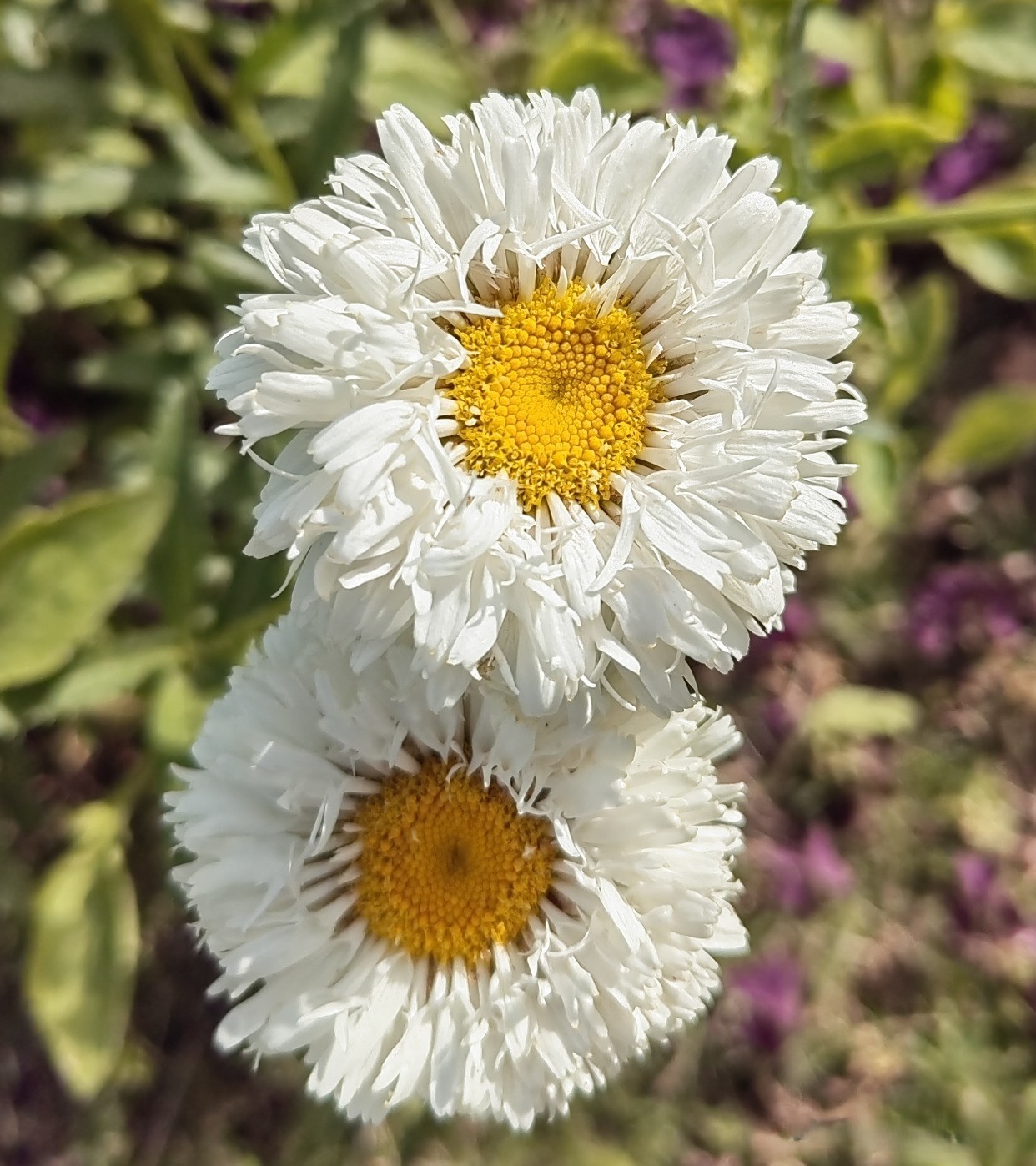 10 Pcs White Chrysanthemum Flower Seeds, White Mums China Aster for Planting