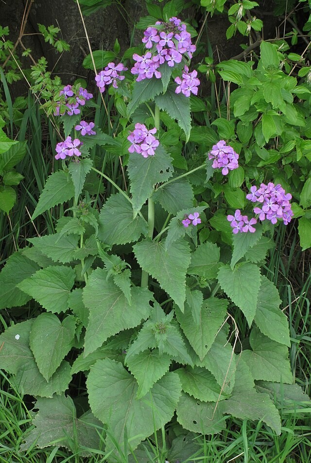 Lunaria annua | Money Plant | 25 Seeds