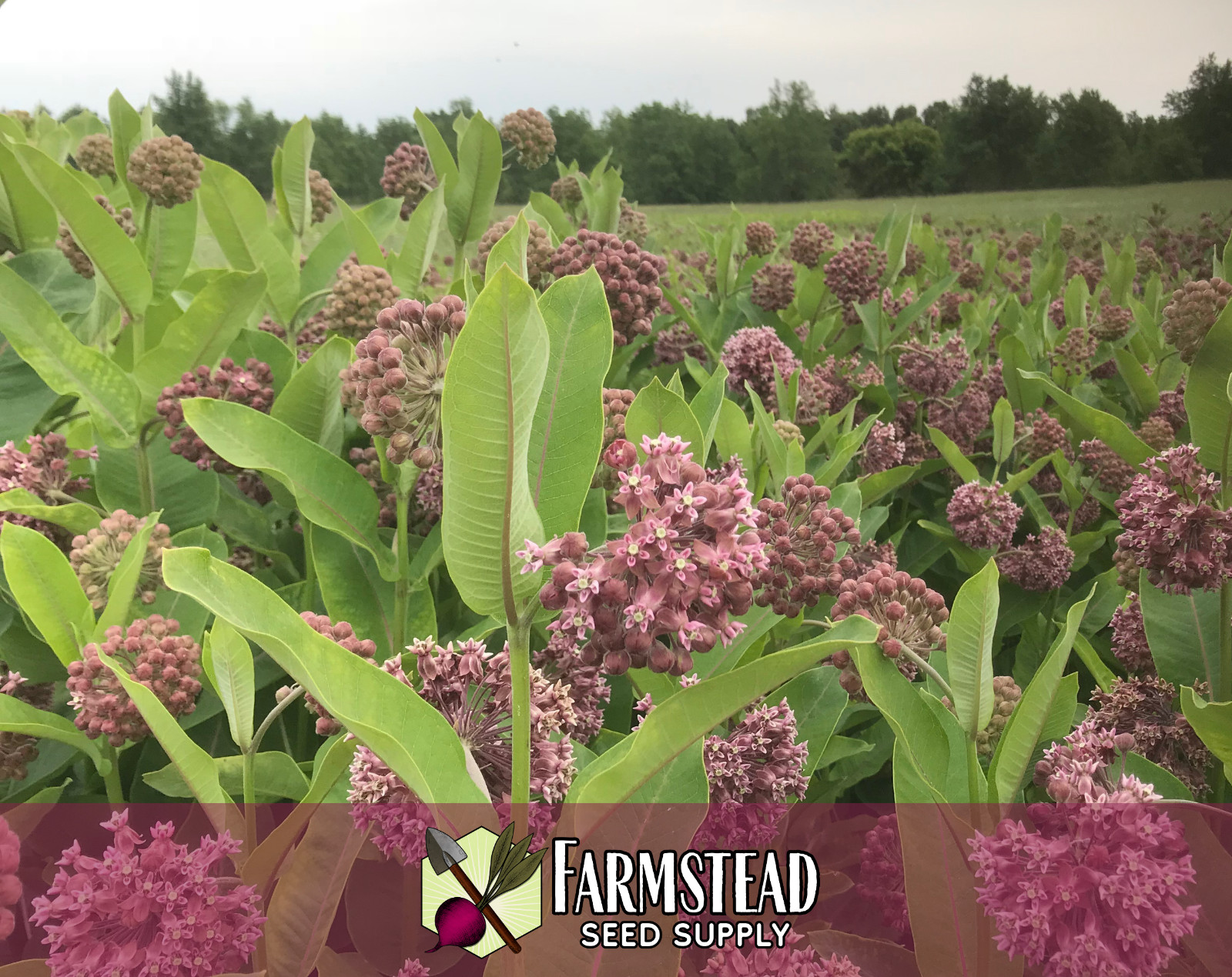 500 COMMON MILKWEED SEEDS [ACLEPIAS SYRIACA] NATIVE MONARCH BUTTERFLY FLOWER USA