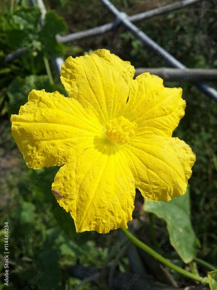 10 LUFFA GOURD SEEDS ~ 2026 ~ HEIRLOOMSEEDGUY ~ USA ~ NON-GMO ~ CRAFT