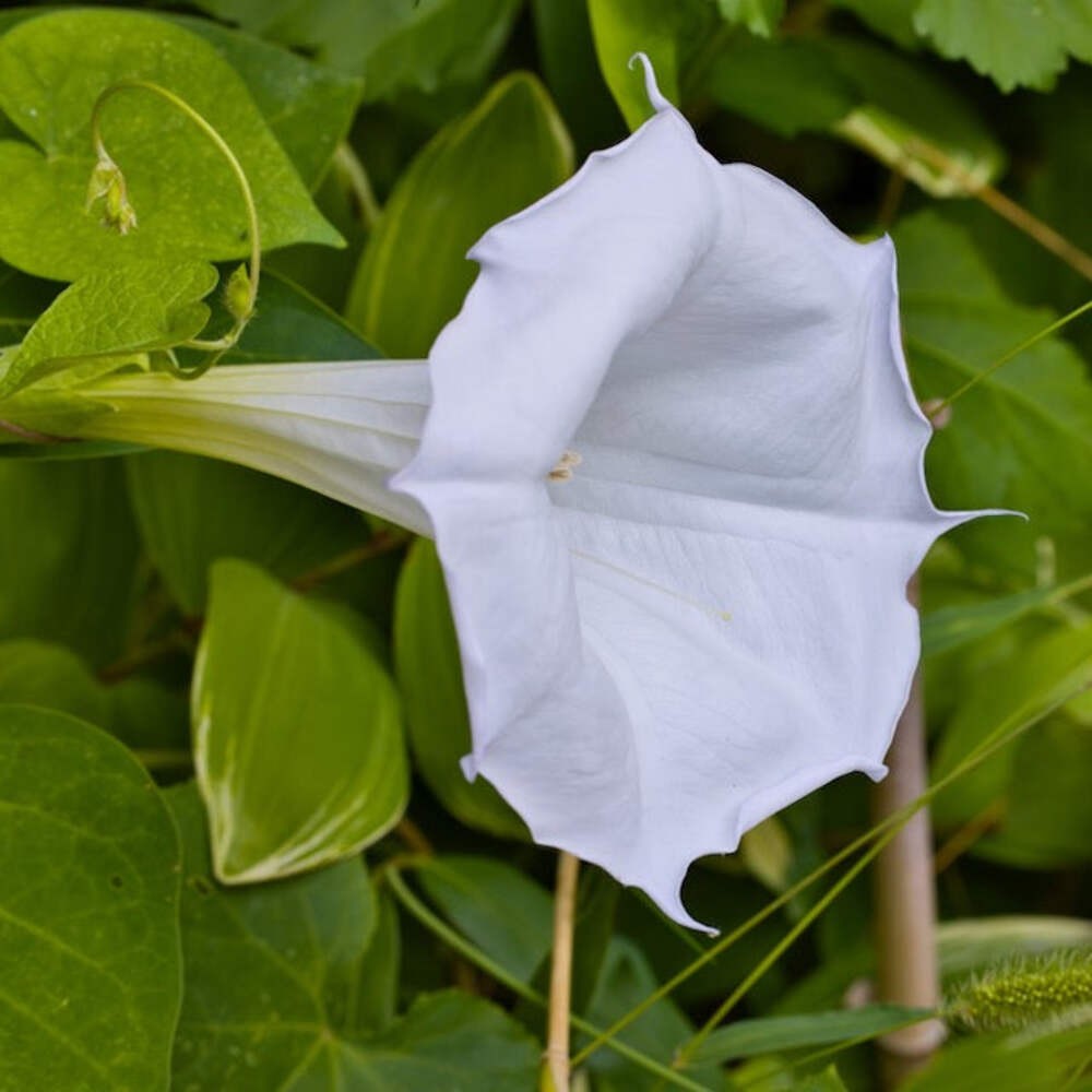 Giant Moonflower Seeds (Ipomoea alba) ~Night Blooming Jasmine Scented Vine