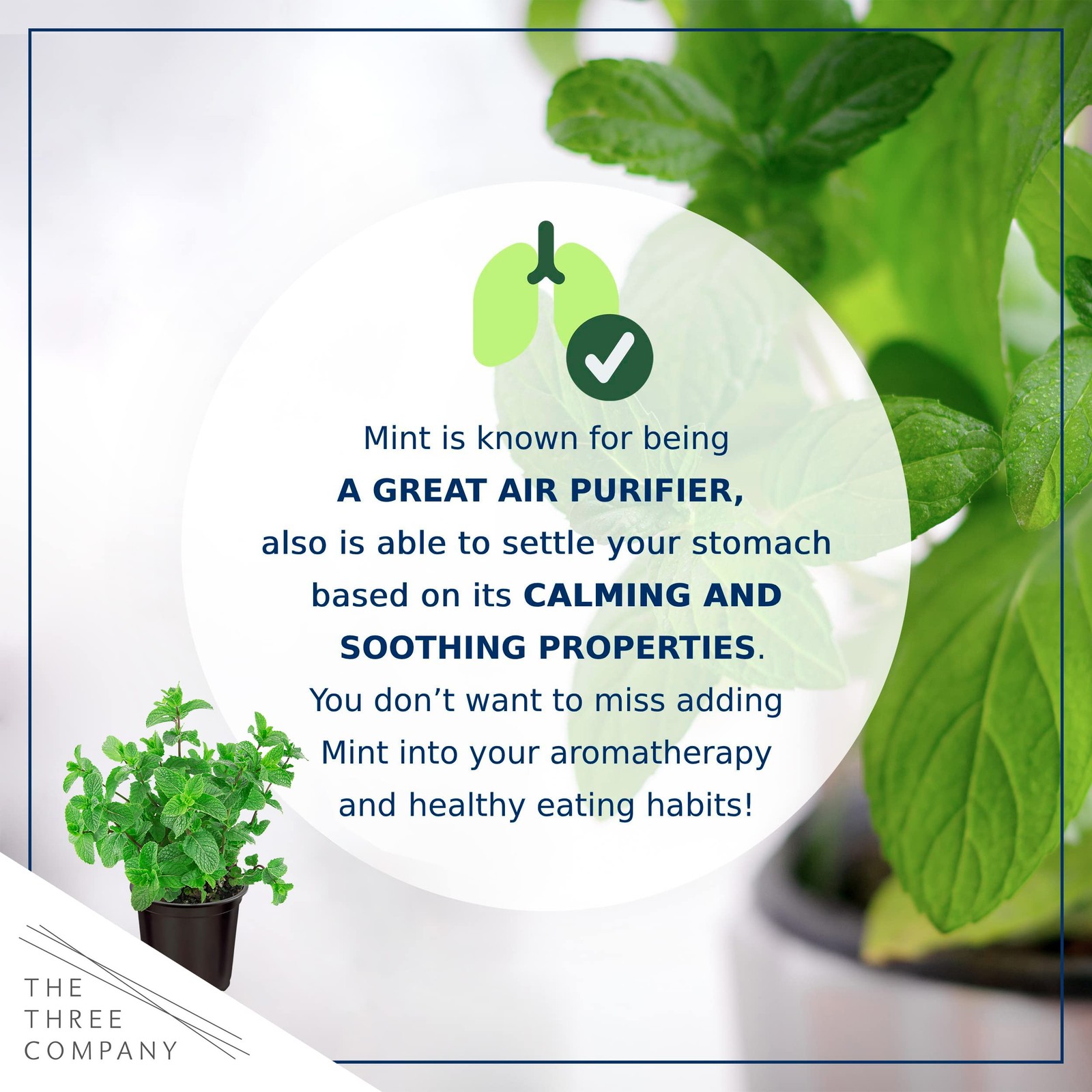 Live Aromatic and Edible Herb Mint 4 Per Pack, Naturally Improves Breathing …