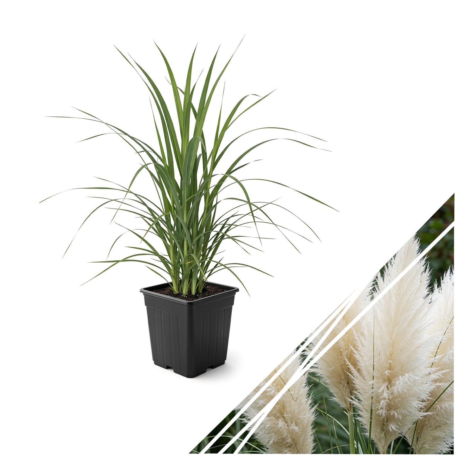 White Pampas Grass Perennial Accent Plant 10″ Tall in 1.5 Qt Pot