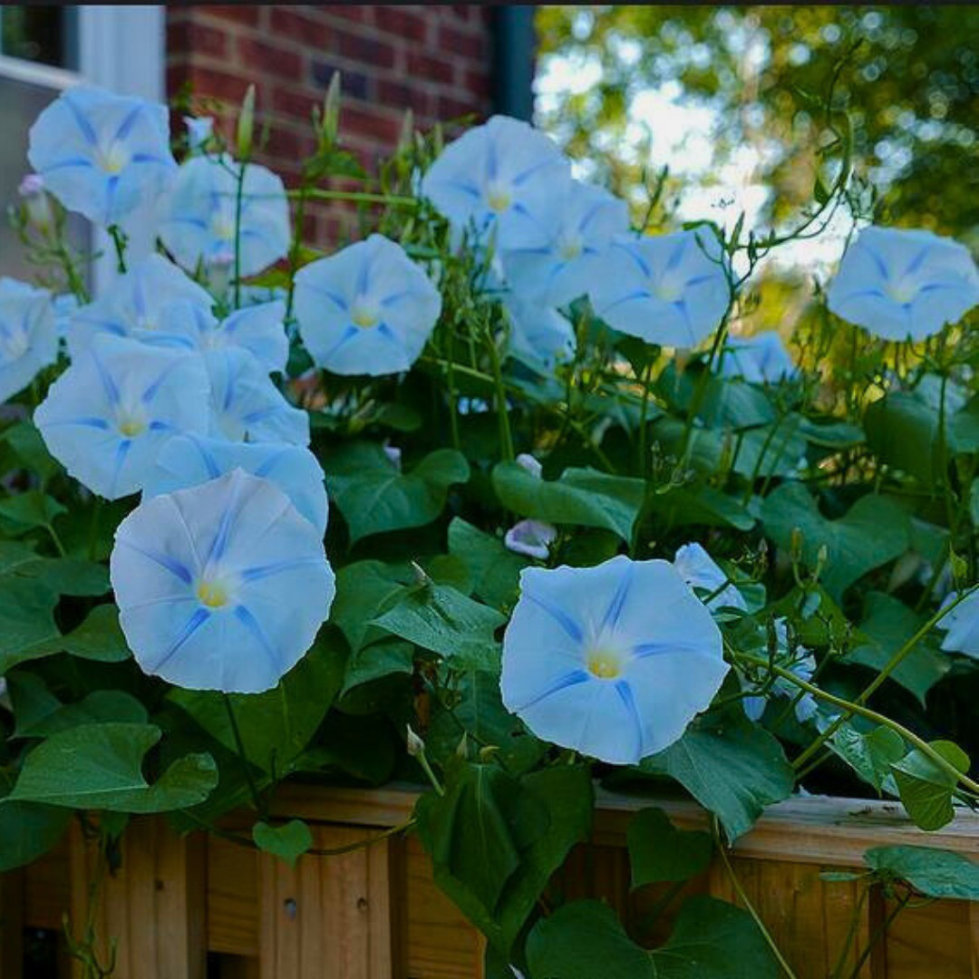 Fresh Premium Morning Glory Seeds | Blue Star | Heirloom Non-GMO | Flower Seeds