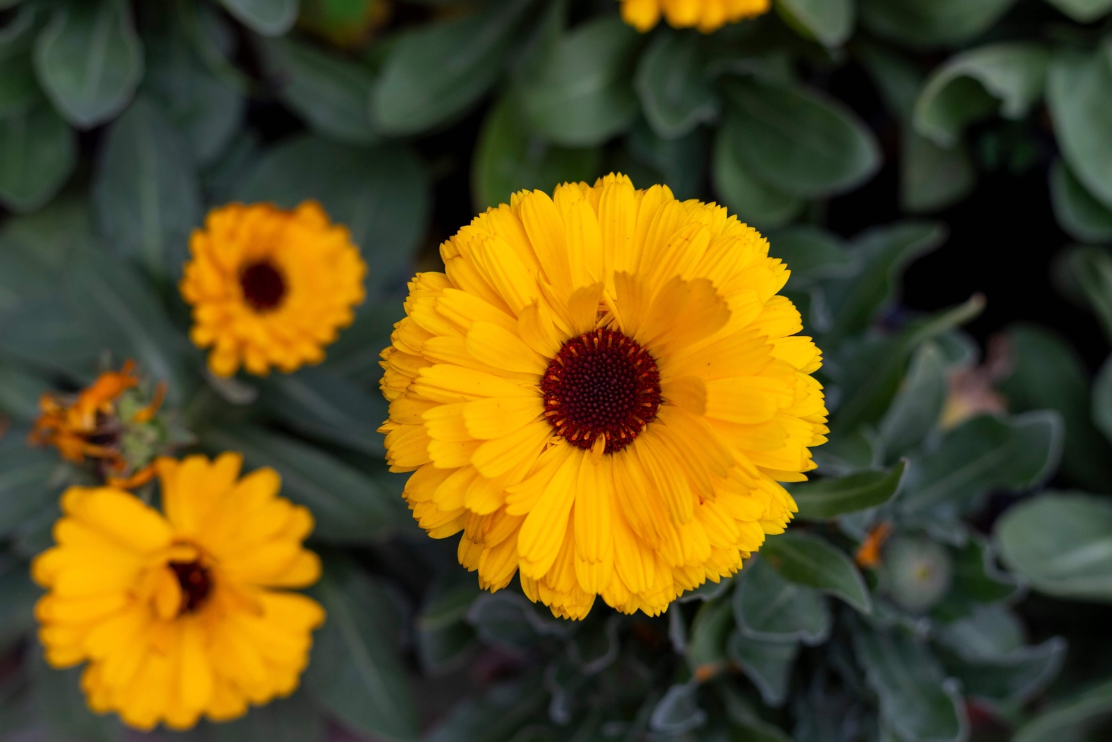 500 PACIFIC Beauty YELLOW MARIGOLD Calendula Officinalis Flower Seeds