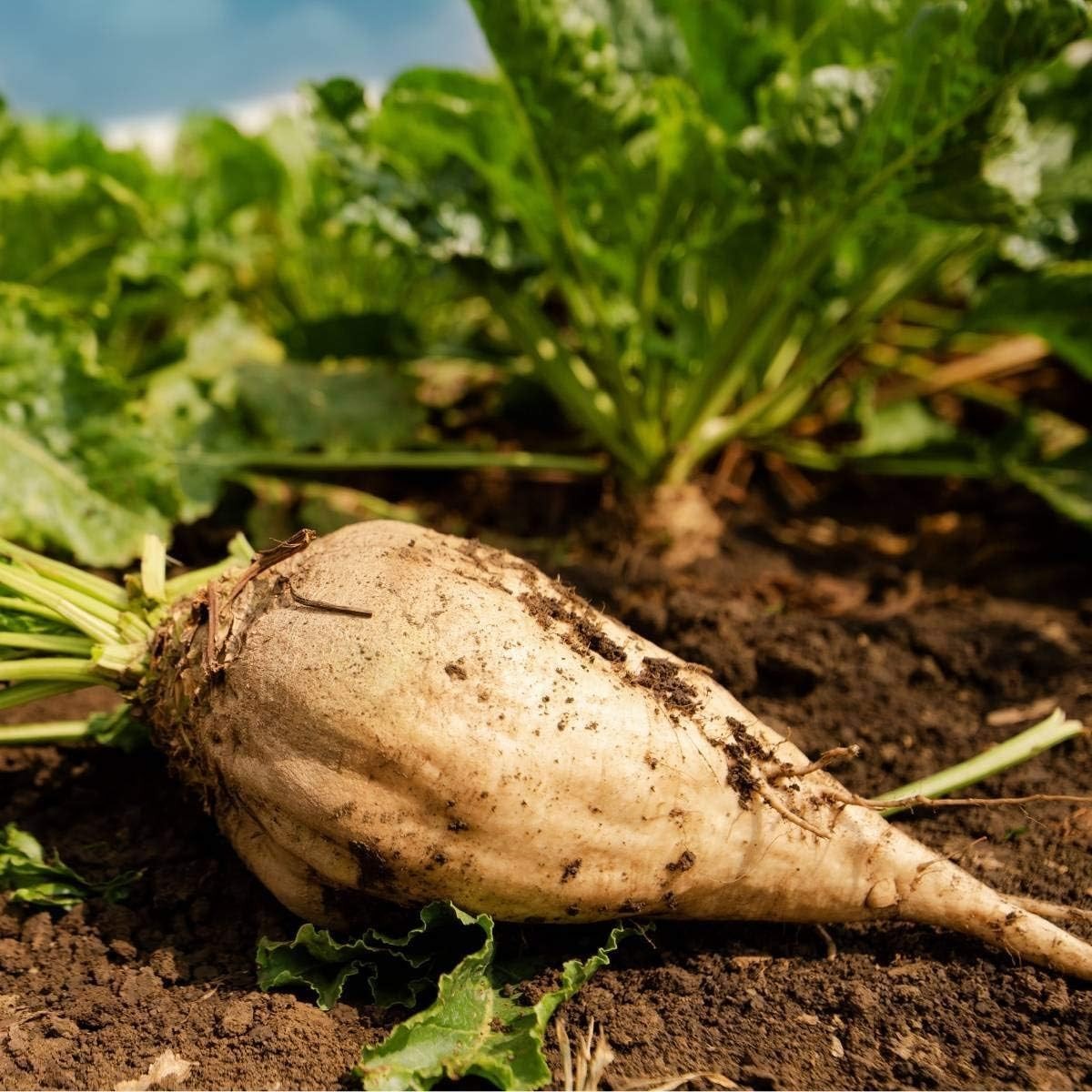 100+ Heirloom Non-GMO Sugar Beet Seeds for Bountiful Harvests – Easy to Grow