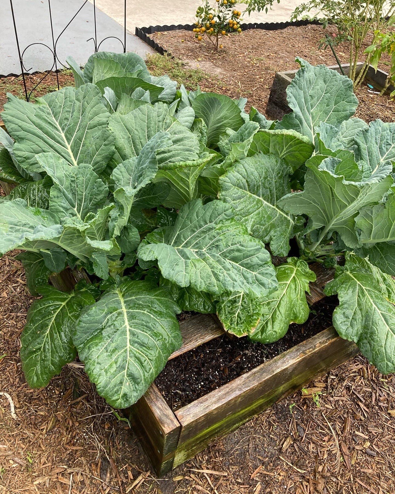Georgia Southern Collards Fresh Seeds Garden Planting Non-GMO
