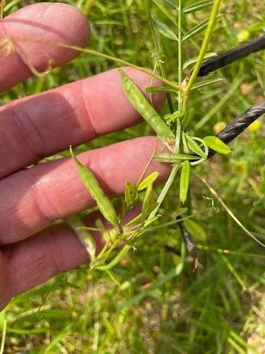 Botanical Interests Hairy Vetch Seed (Vicia villosa), Cover Crop, Frost Tolerant