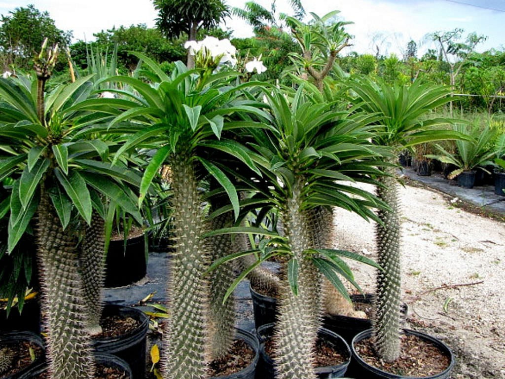 Pachypodium lamerei aka Madagascar palm, 5 Seeds. Free Shipping!