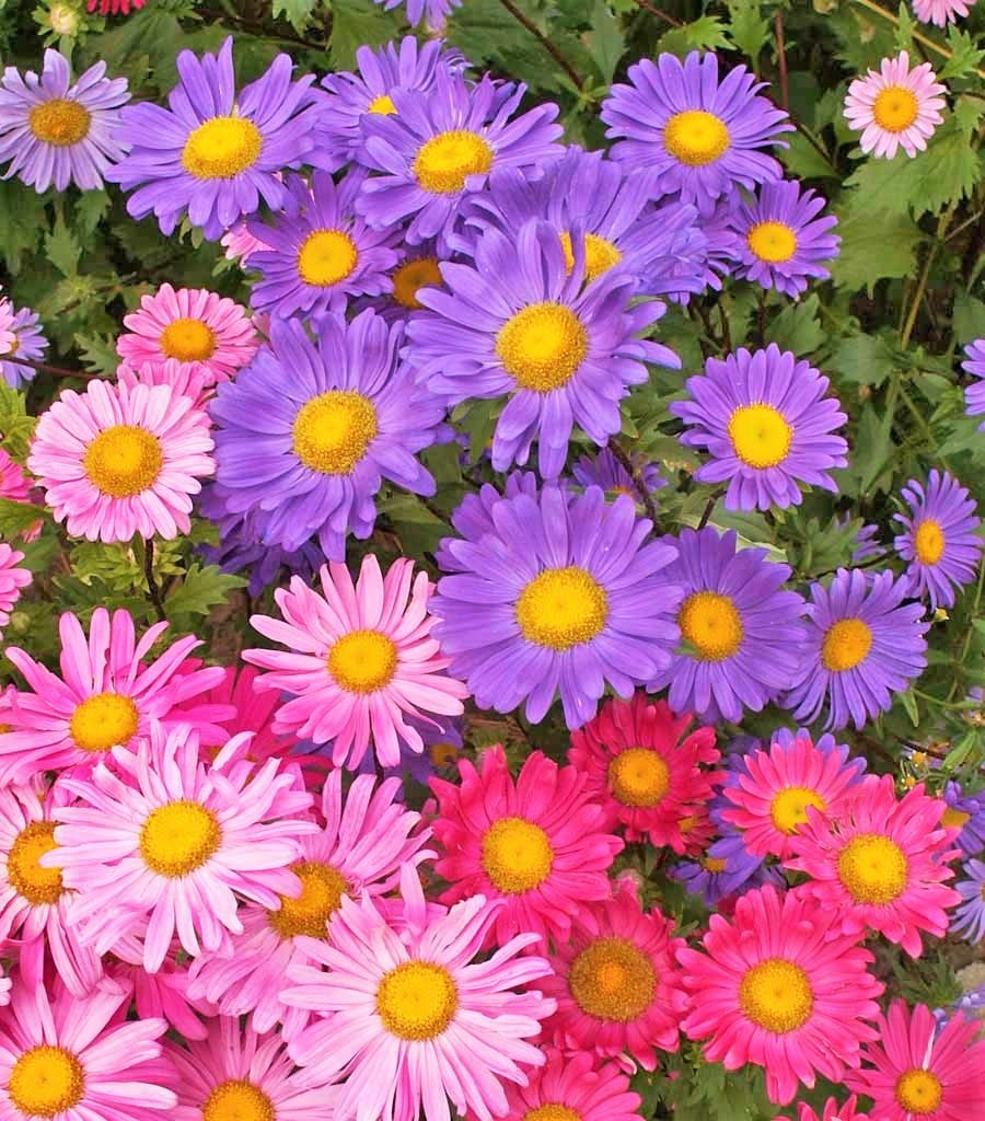 Single Mix China Aster Seeds | Callistephus Chinensis Daisy Cut Flower Seed 2024
