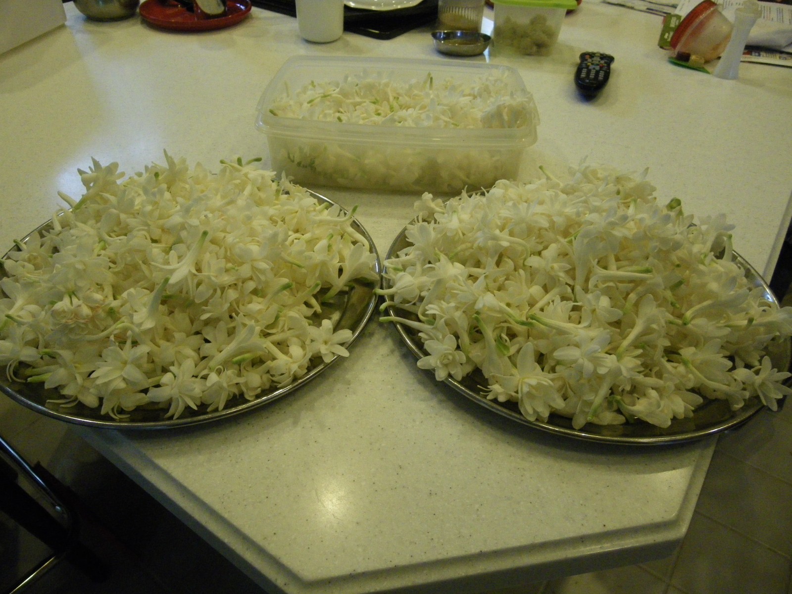 DOUBLE Tuberose – white fragrant flowers – 4 blooming size bulbs various sizes