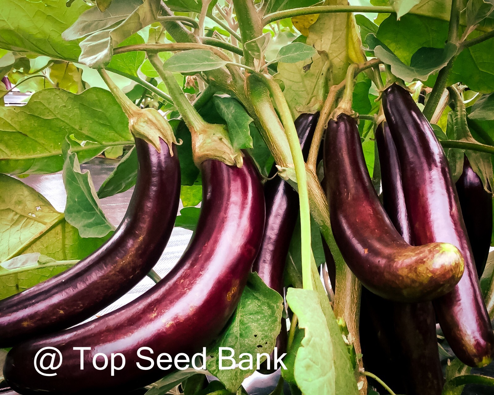 10+ Little fingers eggplant seeds, petite purple cluster fruits + Free GIFT