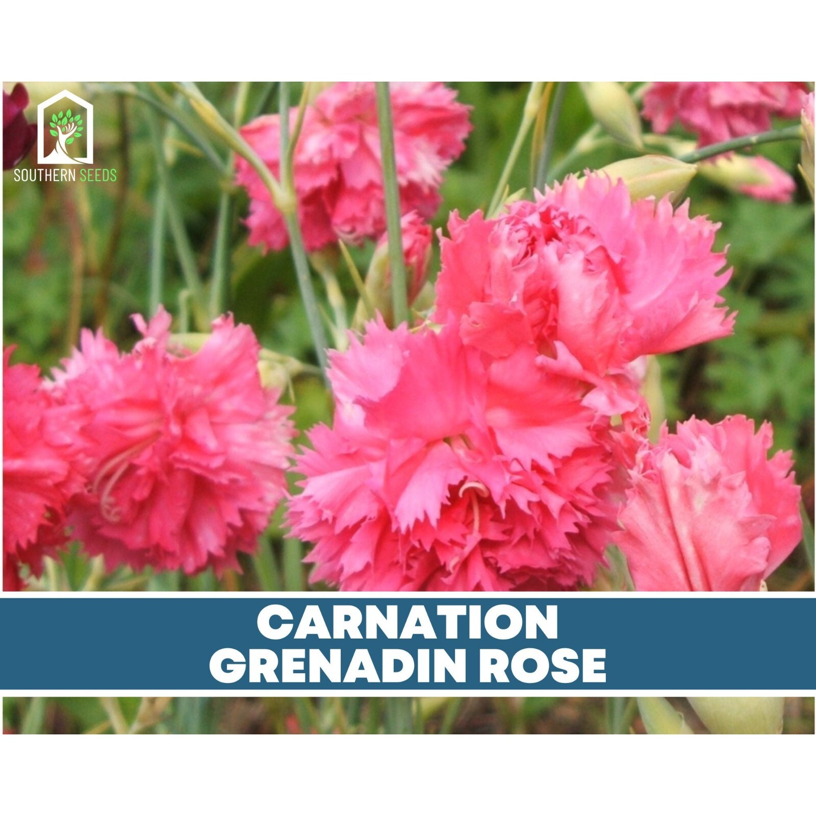 Carnation, Grenadin Rose – 25 Seeds (Dianthus carophyllus)