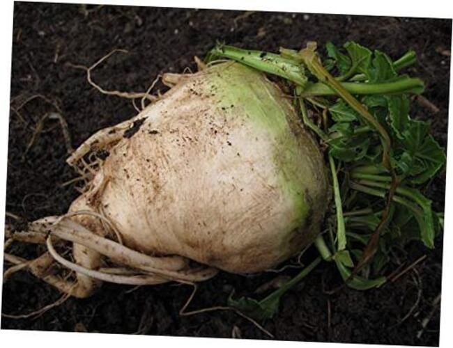 300 Sugar Beet Beet Seeds for Planting 5 Grams of Seeds Non GMO and Heirloom