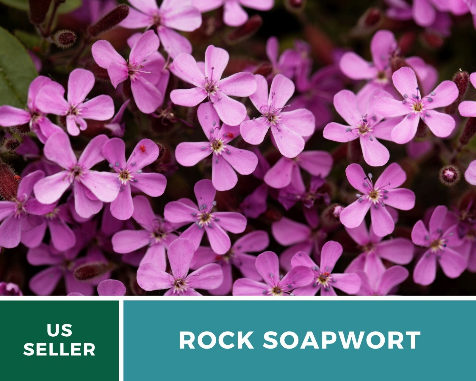 Soapwort, Rock – Heirloom Seeds – Easy to Grow – Medicinal Herb – Non-GMO (Sapon