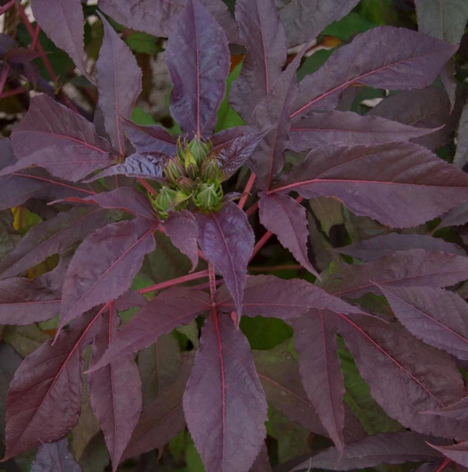 Mahogany Splendor Red Leaf Hardy Hibiscus-SMALL ROOTED STARTER Plant