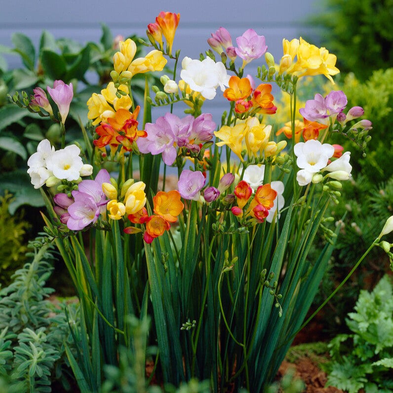 Easy to Grow Freesia Singles Mix 15 Plant Bulbs, Spring Flowers Zones 9-11