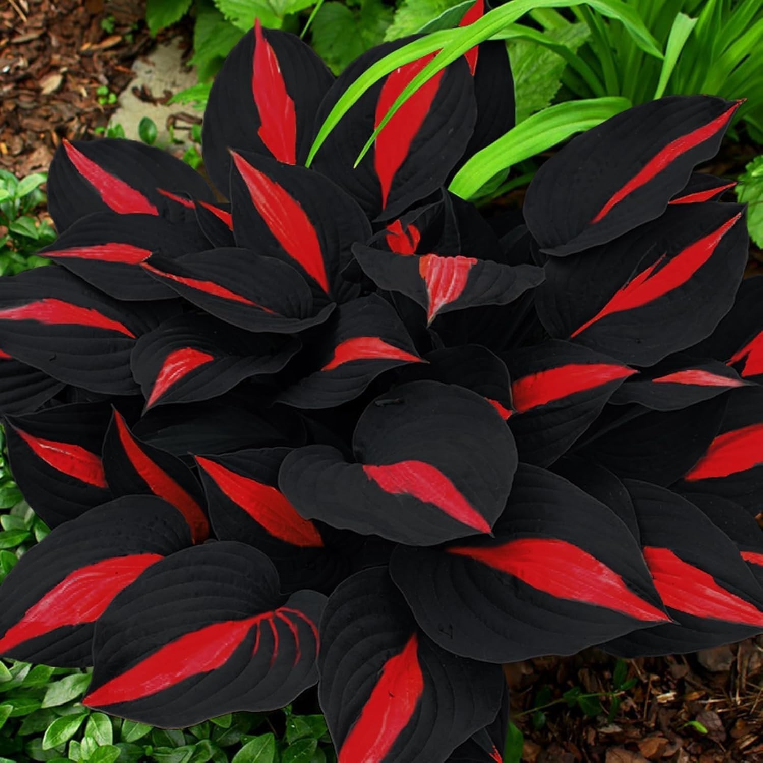 318+ Hosta Seeds – Rare Perennial Plants with Unique Foliage for Shaded Garde…
