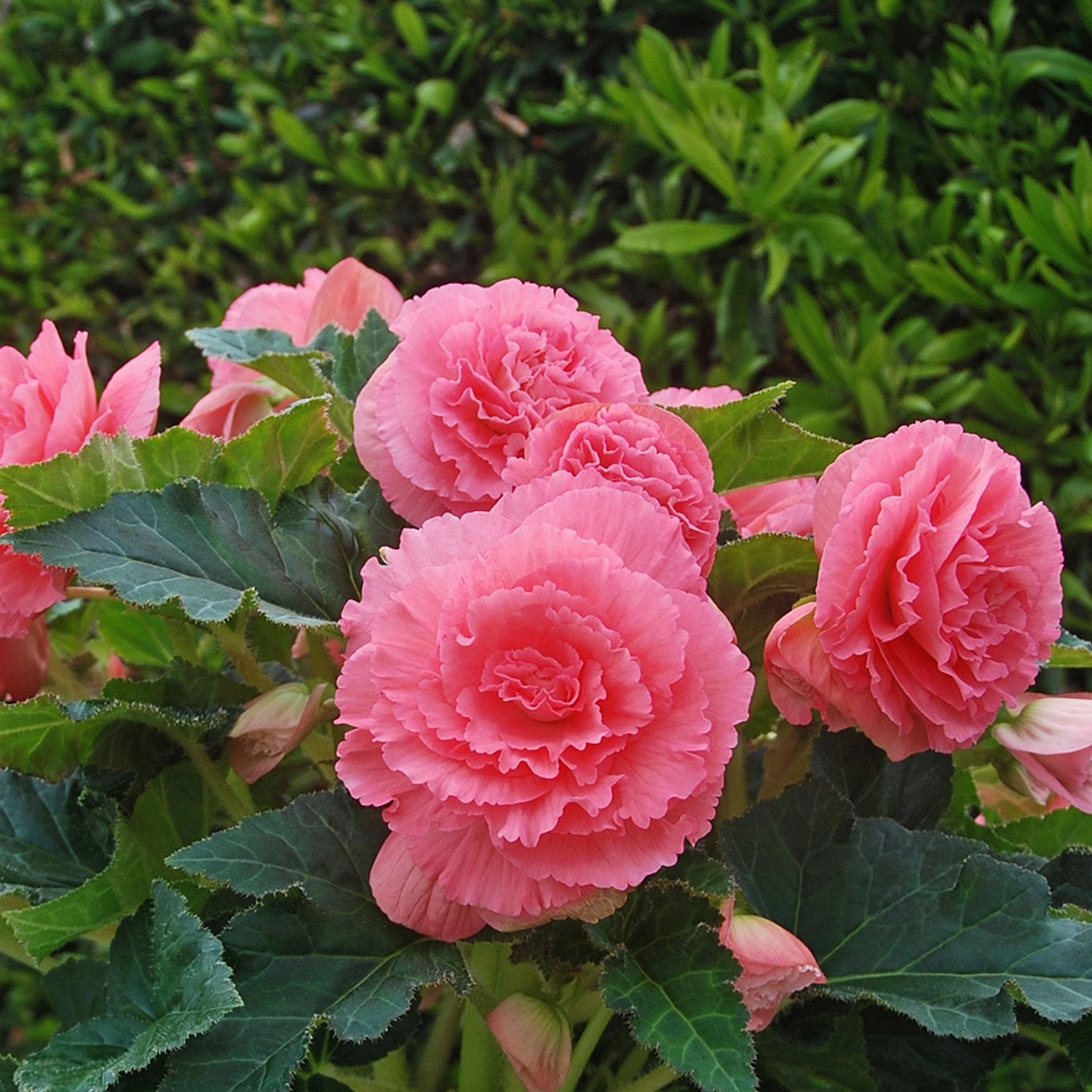 Begonia Giant Ruffled Pink 3 Plant Bulbs – Summer Tropical Blooms, Easy to Grow