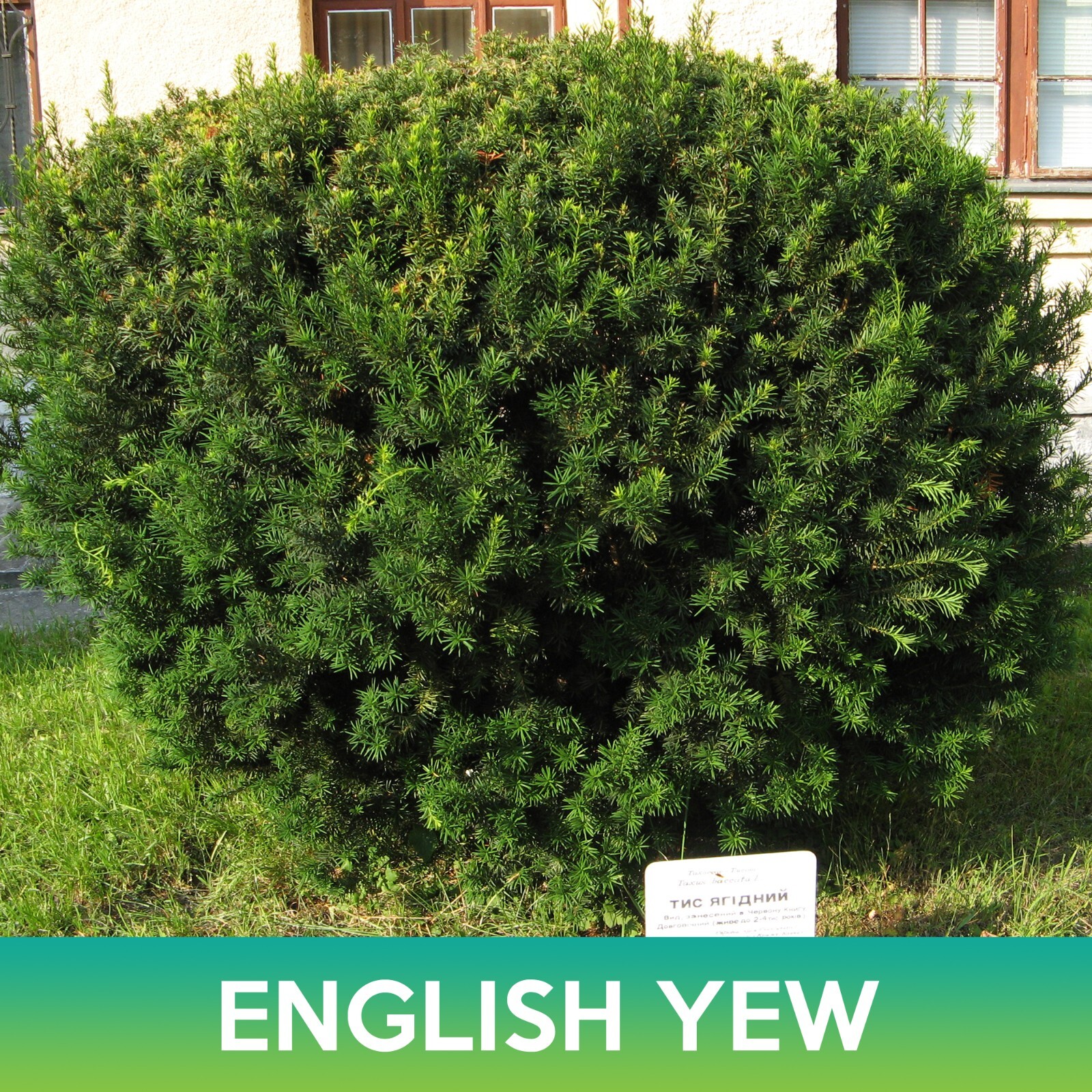 English Yew Tree Seeds, Common Yew, Taxus baccata