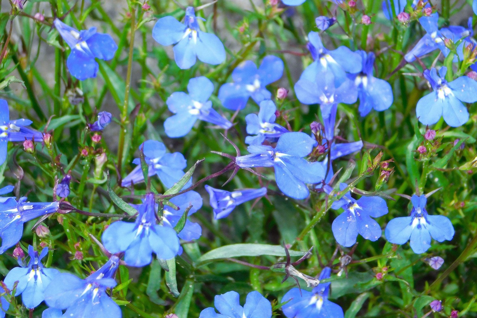 200 SKY BLUE LOBELIA Regatta Lobelia Erinus Flower Seeds