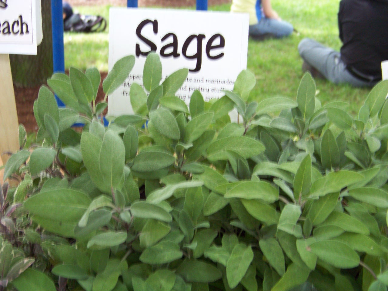 sage, PERENNIAL HERB Garden, Salvia Officinalis 30 SEEDS GroCo buy USA