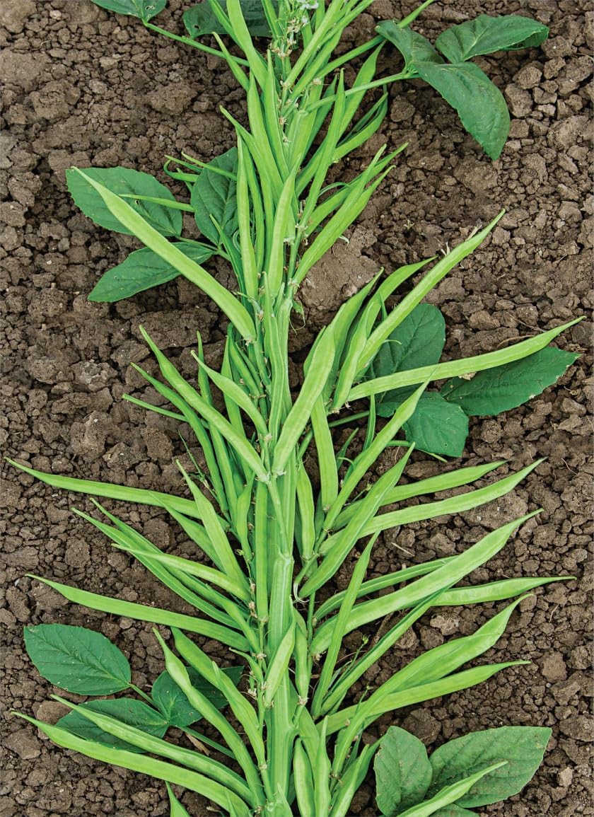 100+ Pcs Indian Cluster Bean Seeds, Non-GMO Vegetable Seeds for Planting, High