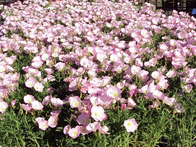 Oenothera speciosa SHOWY PRIMROSE Seeds!