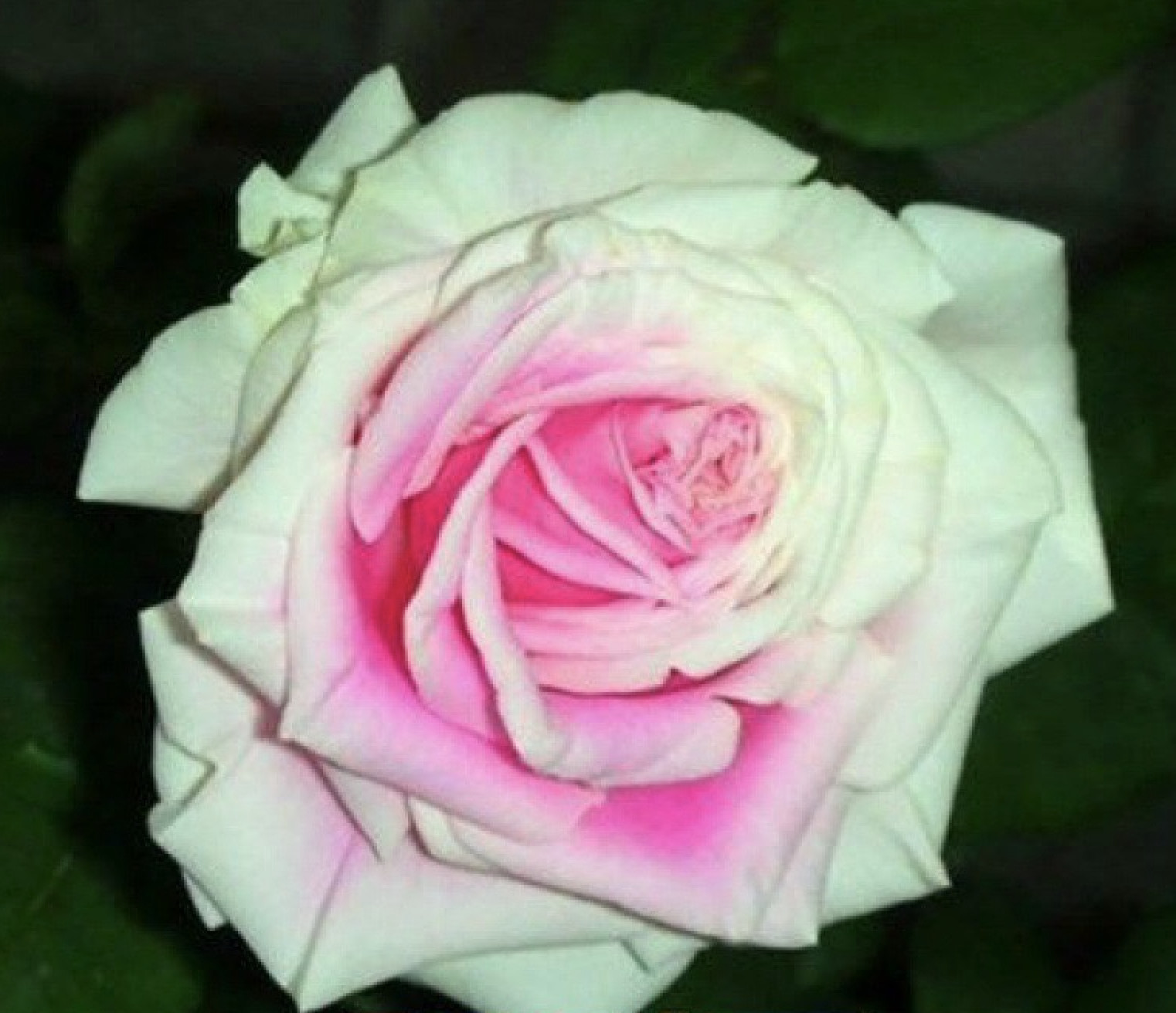 20 ROSE FLOWER SEEDS classic rare plant garden for stratification/germination