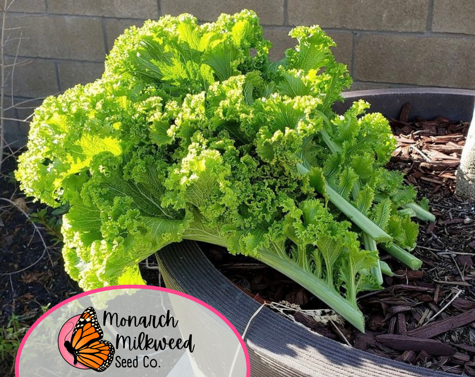 3700+ Mustard Seeds ‘Southern Giant Curled’ | Heirloom, Non-GMO Vegetable Garden