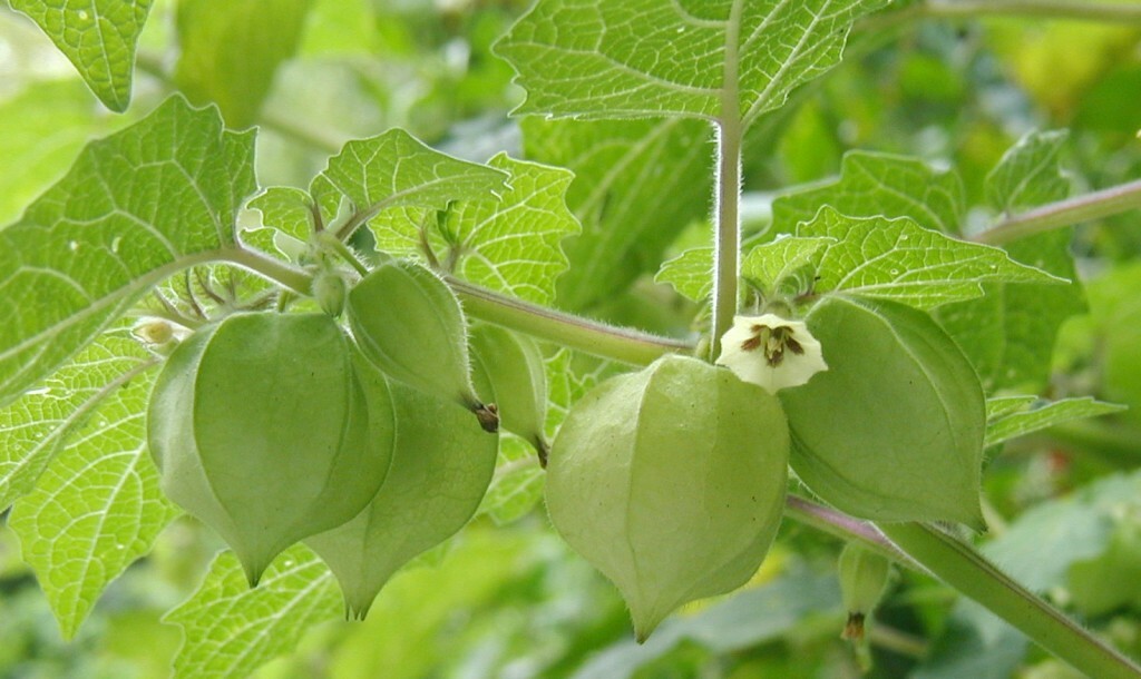 Husk Tomato-Ground cherry, Yellow husk tomatillo/purple tomatillo seeds/organic.
