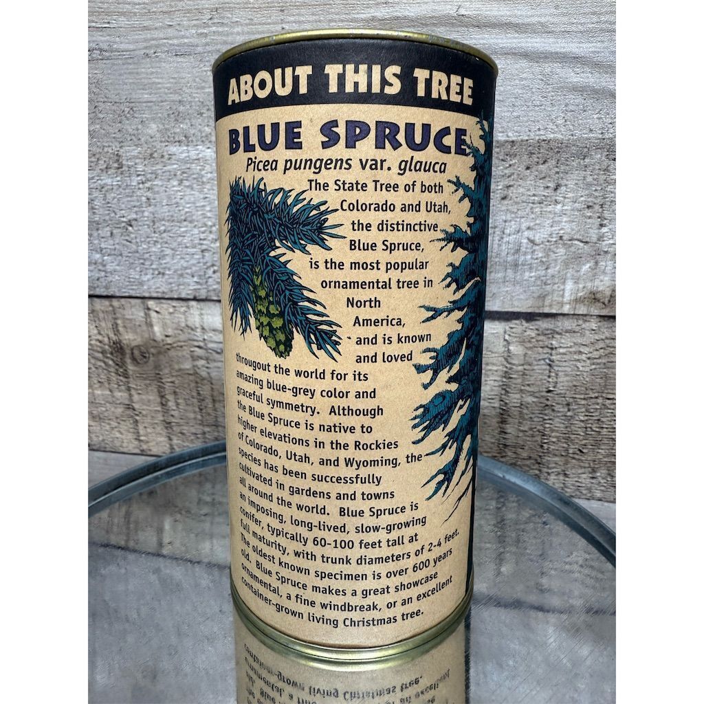 Blue Spruce Germination Kit Easy Grow Cold Resistant Outdoor Plant