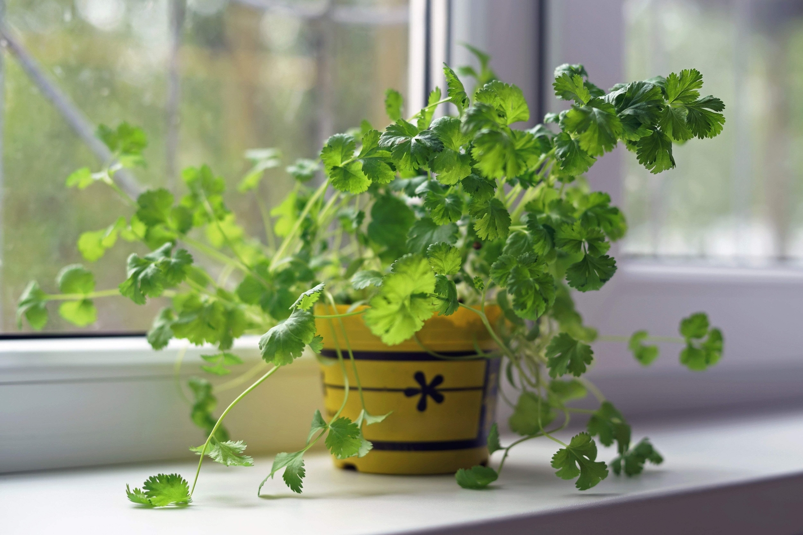 250 LEISURE CILANTRO / CORIANDER Coriandrum Sativum Herb Vegetable Seeds *CombSH