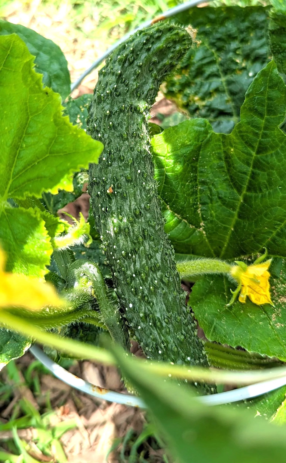 China Jade Burpless Cucumber Seeds – For 2026 Planting Delicious Long Dark Green