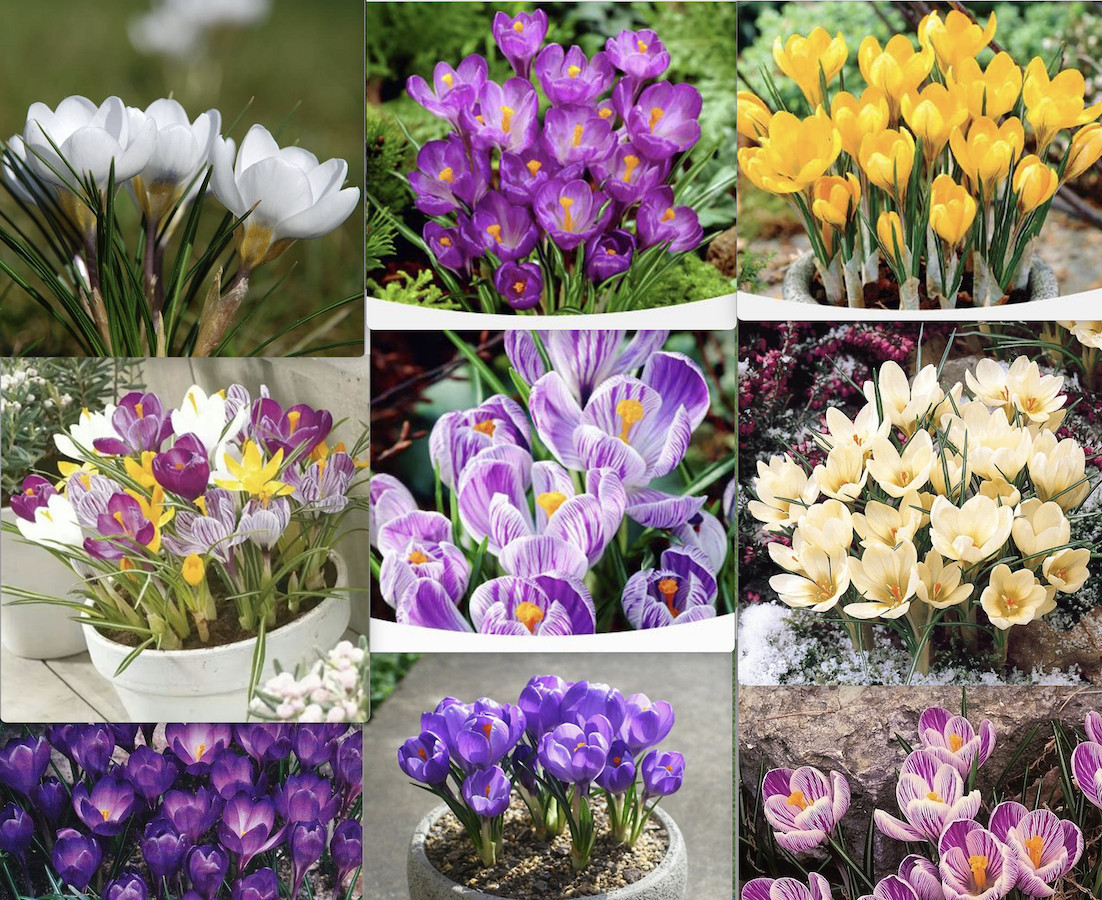 20 EXOTIC RARE CROCUS SEEDS for garden flower beds plant bush USA SELLER USPS