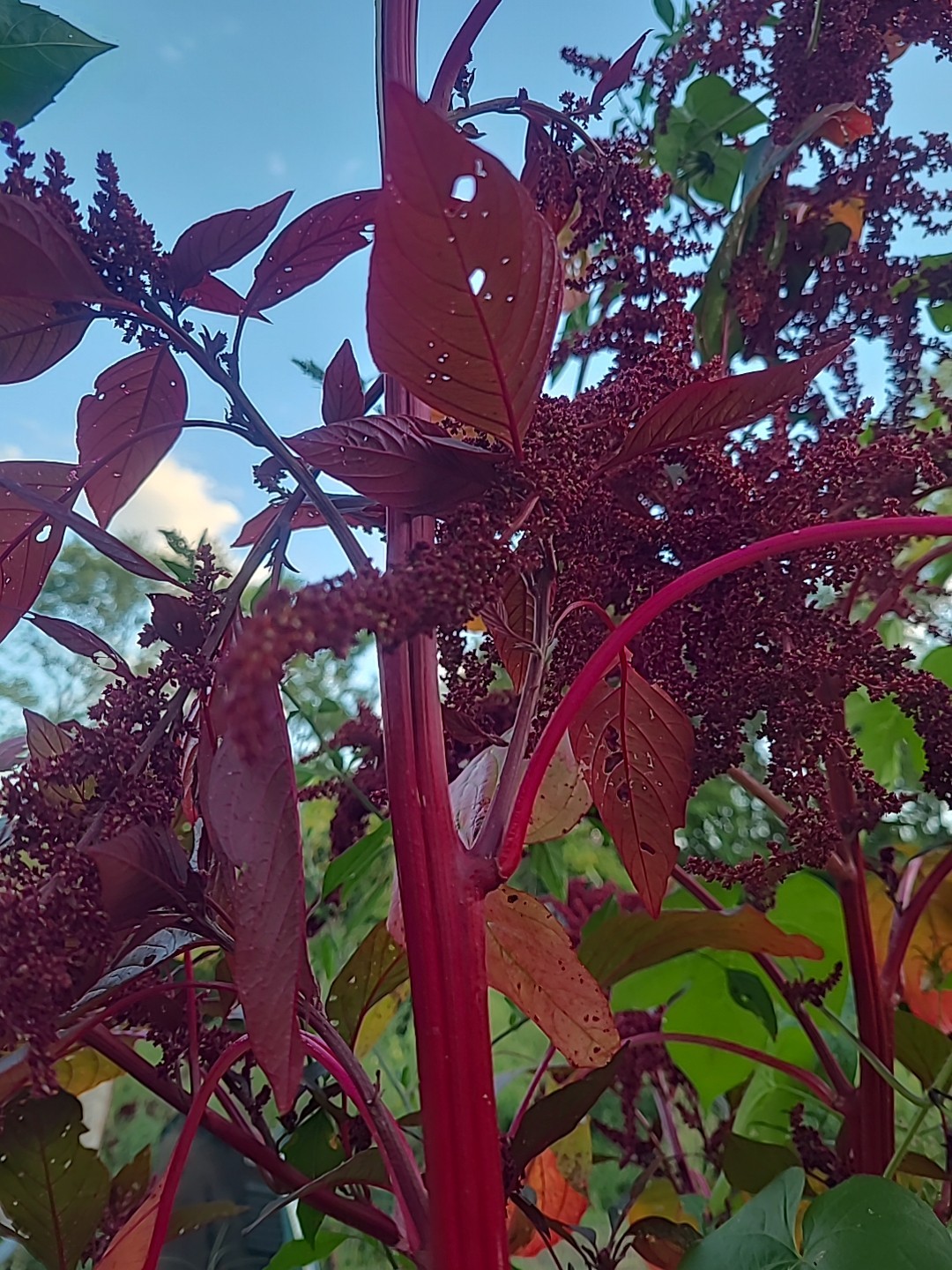 Amaranth Hopi Red No Pesticides or Chemicals. 30000 Seeds +/- Non GMO