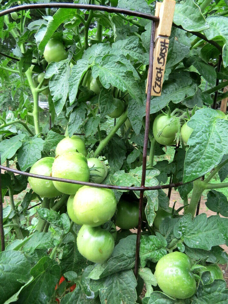 Czech Bush Tomato – perfect for container planting