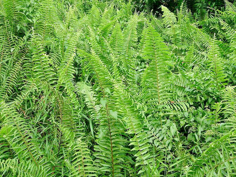 WESTERN SWORD FERN, 2000 (SEEDS)*, SPORE LARGE 3’X3’+, VERY HARDY TO -4 F.