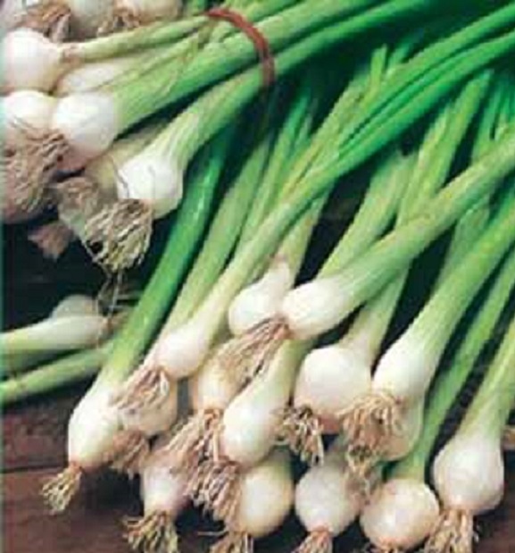 Bunching Onion Seeds 500 Seeds White Lisbon Onion Seed Garden Seed