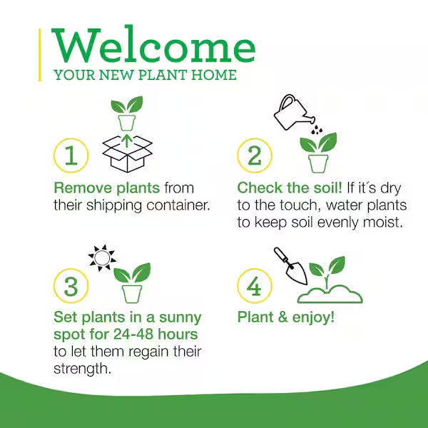 19 Oz. Sweet Mint Herb Plant (2-Pack)